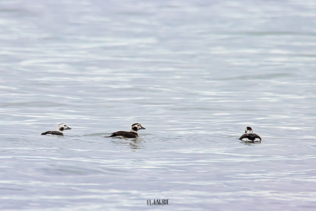 IJseenden, duikend naar schelpdieren bij de Brouwersdam